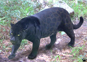 jaguar