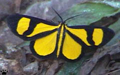moth