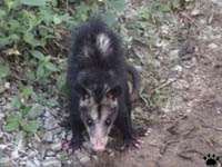 opossum