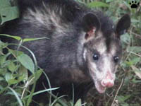 opossum