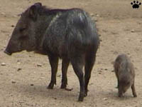 javelina