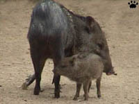 javelina