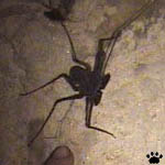 spider