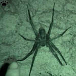 spider