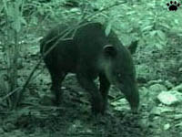 tapir