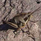 insect