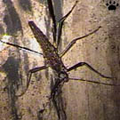 lizard