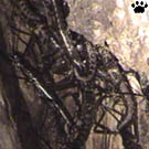 lizard