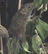 mouse