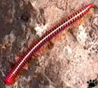 millipede