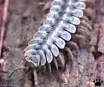 centipede