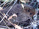 vole