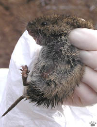 vole