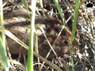 vole