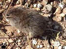 vole