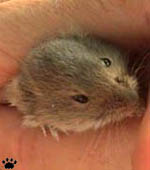 vole