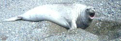 seal