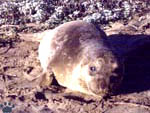 seal