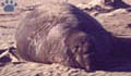 seal