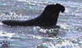 seal