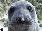 seal