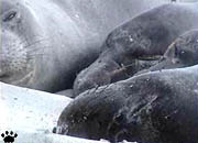 seal