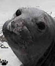 seal