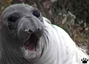 seal