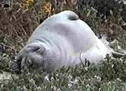 seal