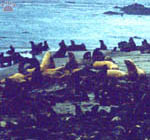 seals