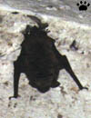 bat