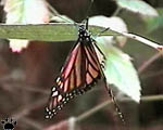 monarchs