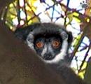 lemur