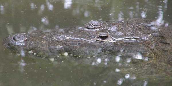 croc