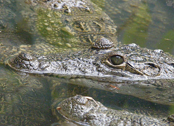 croc