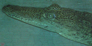 croc