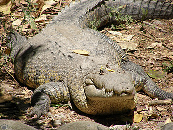 croc