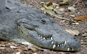 croc