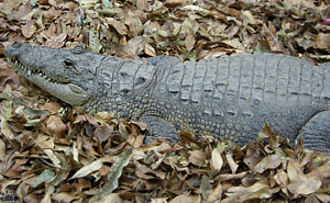 croc