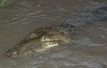 croc