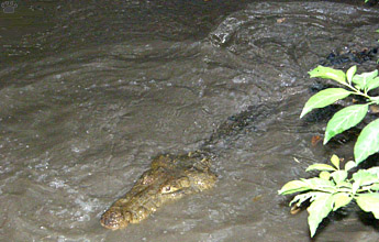 croc
