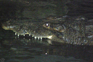 croc
