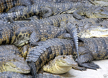 croc