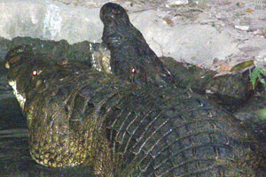 croc
