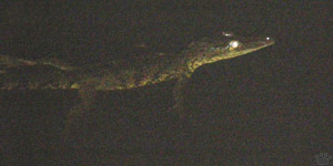 croc