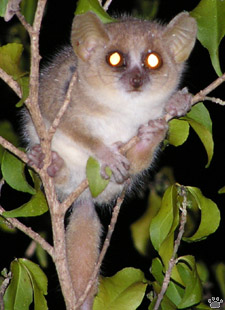 lemur