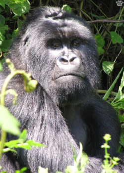 gorilla