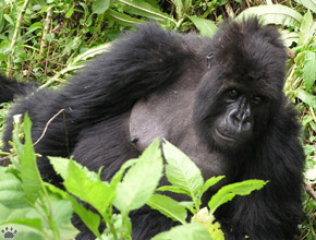 gorilla