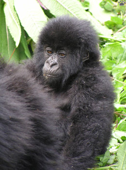 gorilla