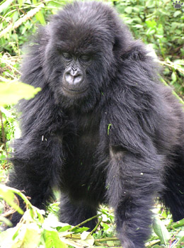 gorilla